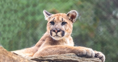 mountain lion laying on rock