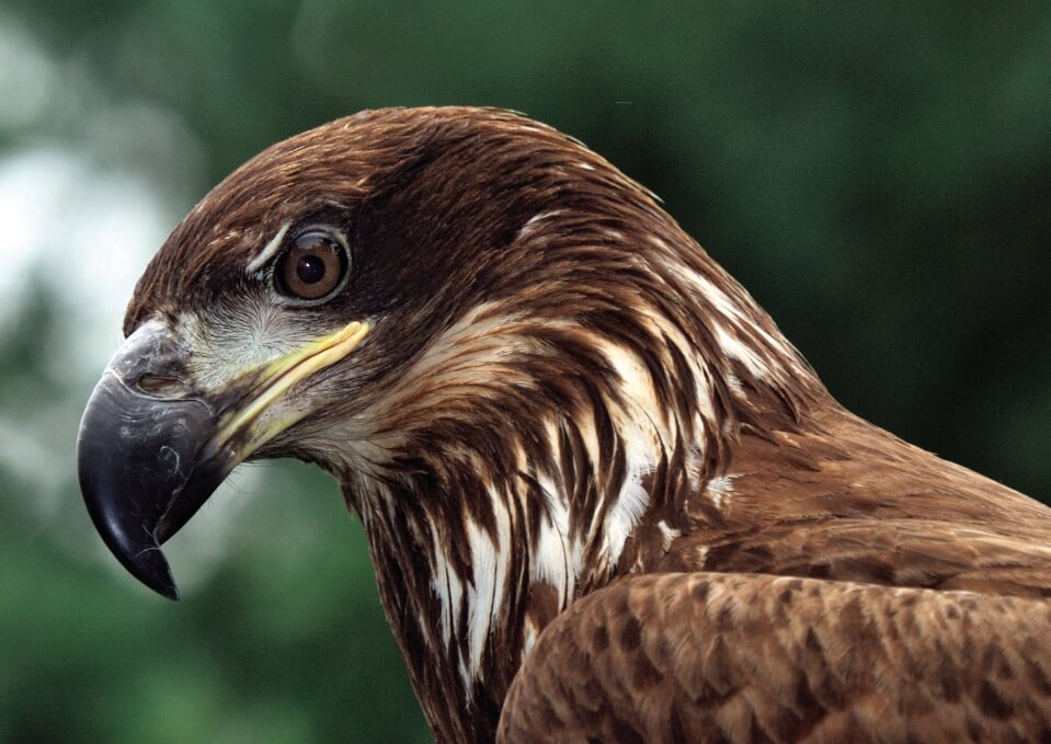 hawk at the zoo