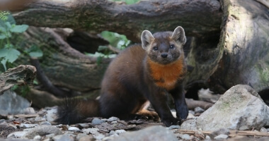 Marten animal at ZooAmerica