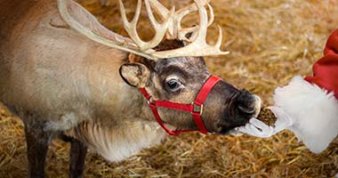 Santa feeding a reindeer