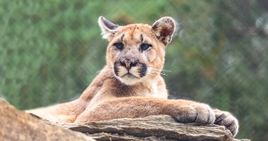 Lion at ZooAmerica