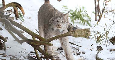 Lynx at the zoo